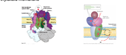 * Cytochrome b6f complex: Contains a b-type cytochrome with two heme groups, a Rieske iron-sulfur protein, and cytochrome f
  * Analogous to Complex III in mitochondria
  * Electron flow through the complex produces a proton gradient across the thylakoid membrane