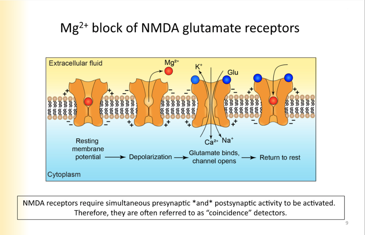 <ul><li><p>At negative membrane potentials, there is Mg2+ in the pore</p></li><li><p>expelled upon depolarization</p></li><li><p>when inside of the cell is negative, mg2+ is drawn into pore, when depolarizes, repulsion happens</p></li><li><p>REFER TO PIC</p></li></ul>