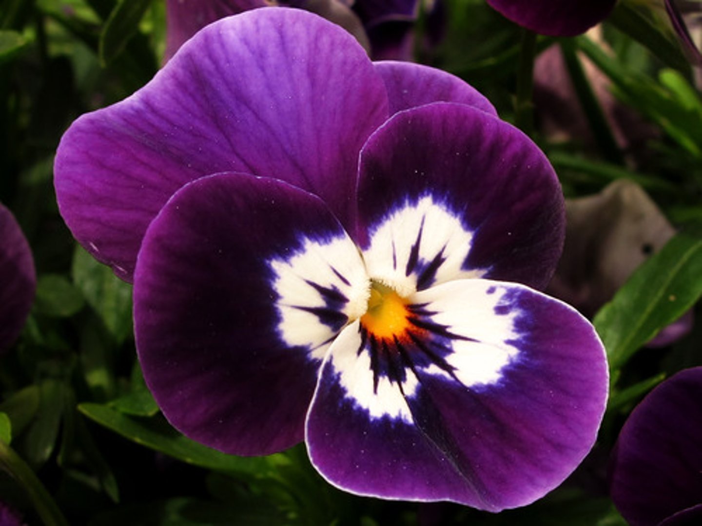 <p>violet</p>