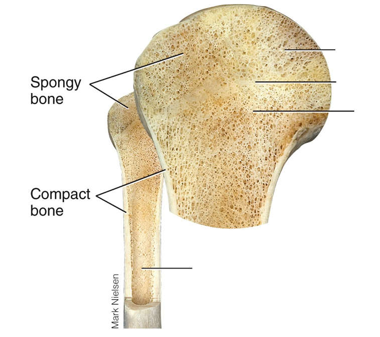 <p>compact</p><ul><li><p>strong outer layer</p></li><li><p>smooth and solid</p></li></ul><p>Spongy</p><ul><li><p>strips of bone that creates honeycomb shape </p></li><li><p>internal layer </p></li><li><p>contains marrow - can store more due to shape </p></li></ul>
