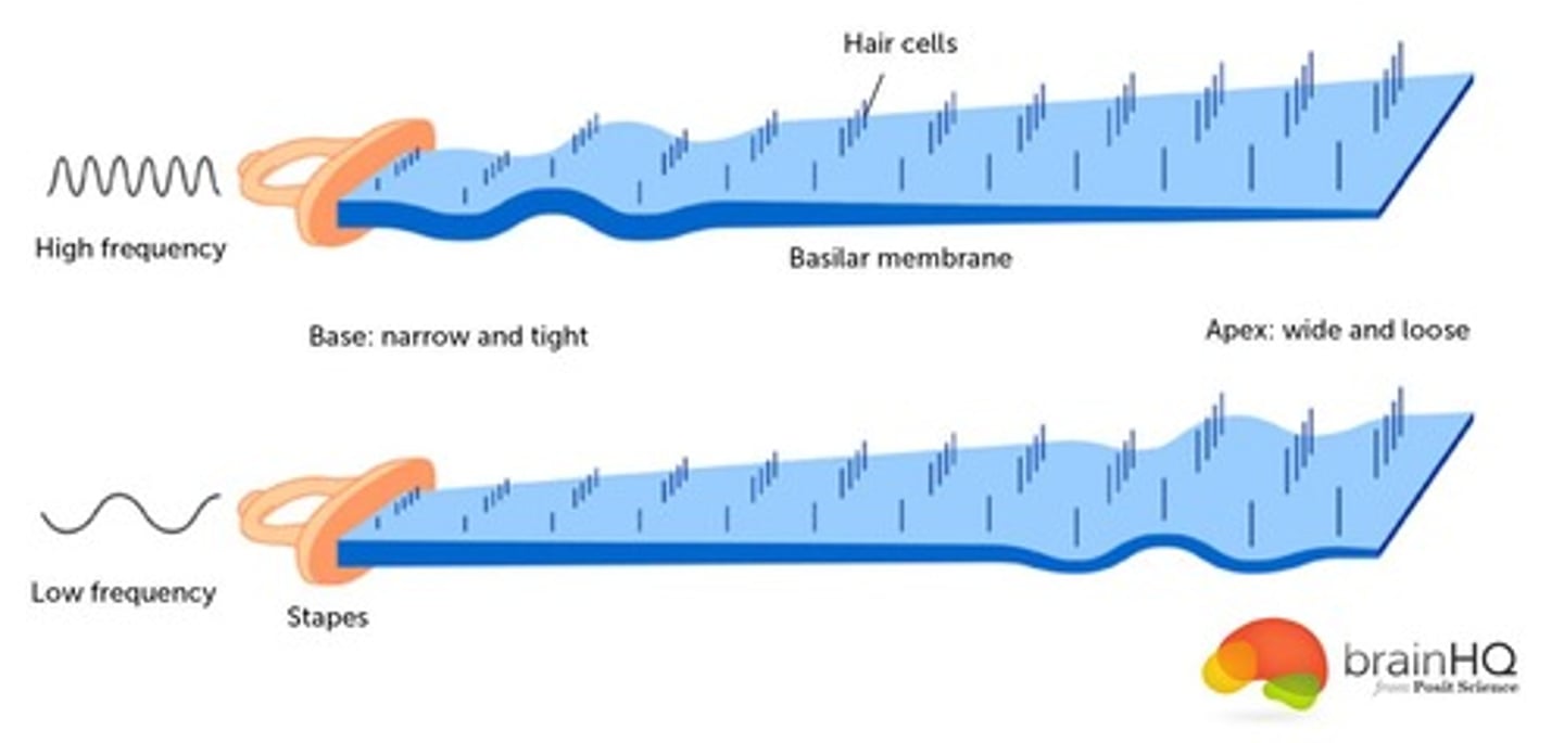 <p>Because the wider apex end is less stiff and will start bulging (and rupture) first before the stiffer basal (high freq.) end of the cochlea.</p>