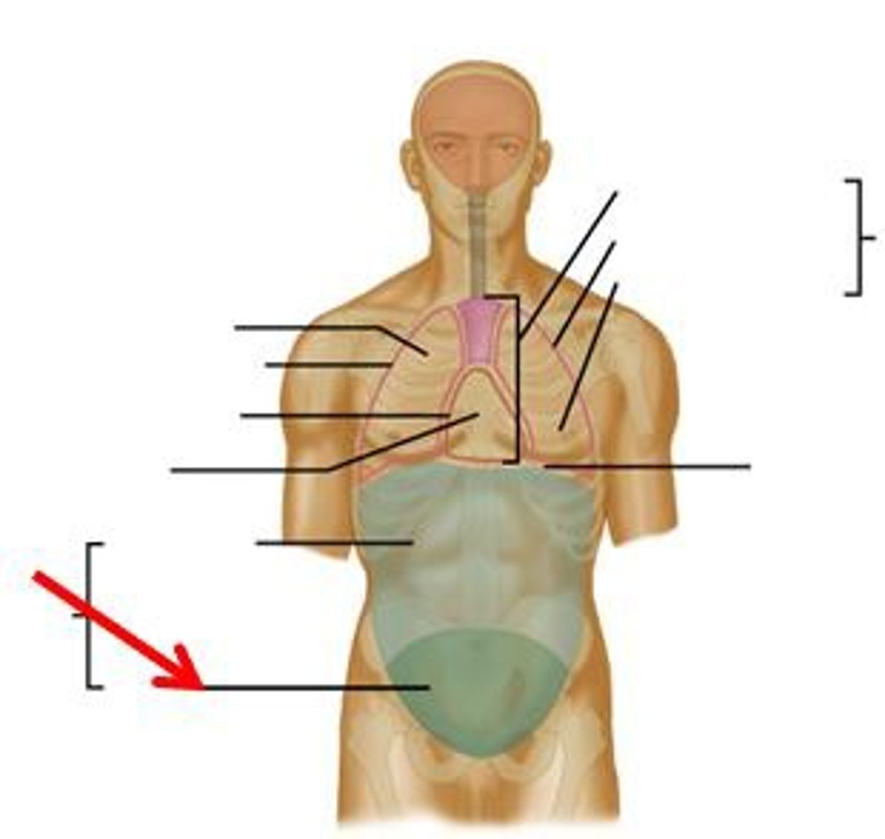 <p>contains urinary bladder, portions of large intestine, and internal organs of reproduction</p>