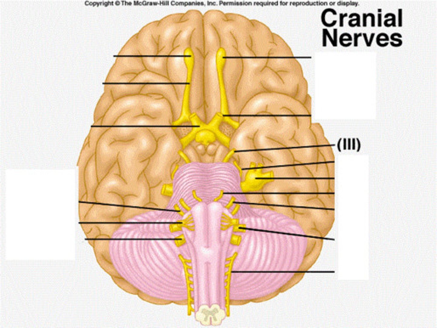<p>-Pupil Dilation</p><p>(eye movement, pupil constriction, lens shape)</p><p>-Motor</p>