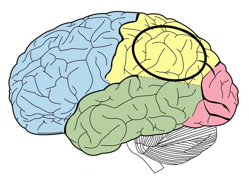 <p>Parietal lobe / somatosensory cortex</p>