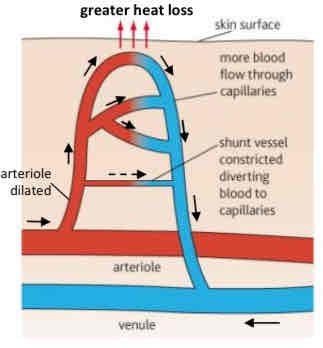 <ul><li><p><span style="color: rgb(0, 0, 0);">arterioles in the skin dilate (vasodilation) while shunt vessels constrict to allow more blood to flow through blood capillaries under the skin surface</span></p><ul><li><p>more heat is lost through the skin by radiation, convection and conduction</p></li></ul></li><li><p>sweat glands become more active; increased production of sweat</p><ul><li><p>as more sweat evaporates from the surface of the skin, more latent heat of vaporisation is removed from the body</p></li></ul></li><li><p>the metabolic rate of the body slows down, thus less heat is produced within the body</p></li><li><p>these processes decrease blood temperature until it returns to the reference point.</p></li><li><p>This return to reference point is detected by the thermoreceptors.</p><ul><li><p>The removal of the stimulus will stop the homeostatic action.</p></li></ul></li></ul><p></p>