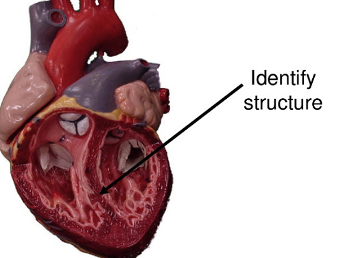 <p>one of the upper chambers of the heart; receives de-oxygenated blood from the body</p>