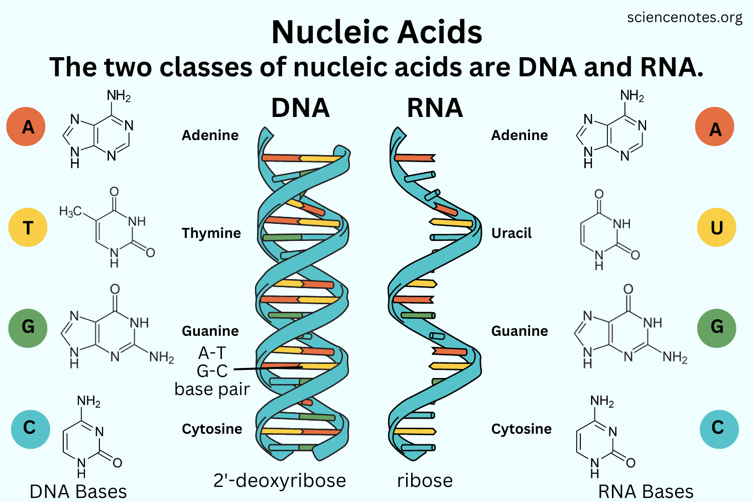 <p><span>DNA, RNA, ATP (energy).</span></p>