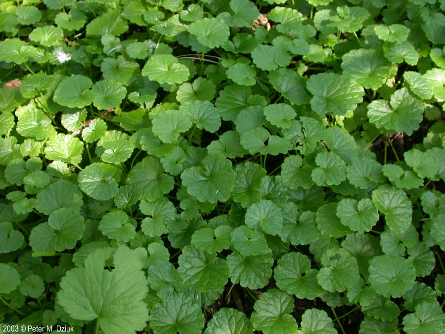 <p>creeping Charlie</p>