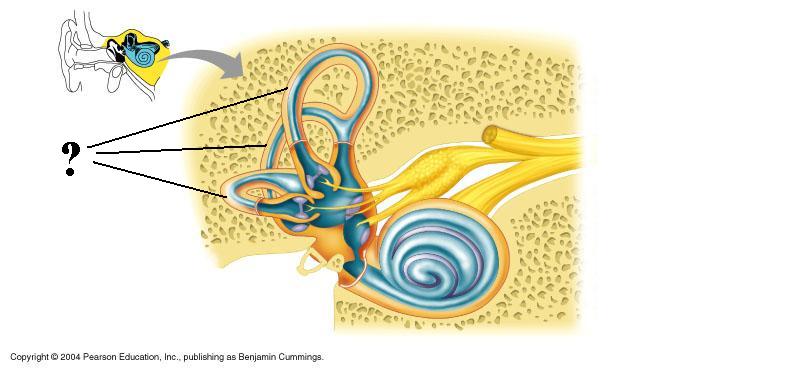 <p><span><span>Identify the indicated structures</span></span></p>