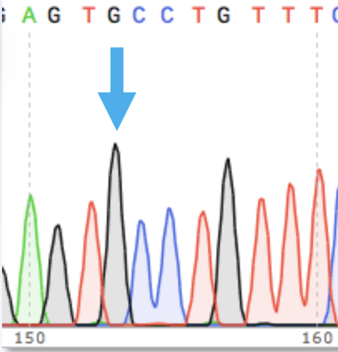 <p>this is a _______, a graph showing DNA sequencing</p>