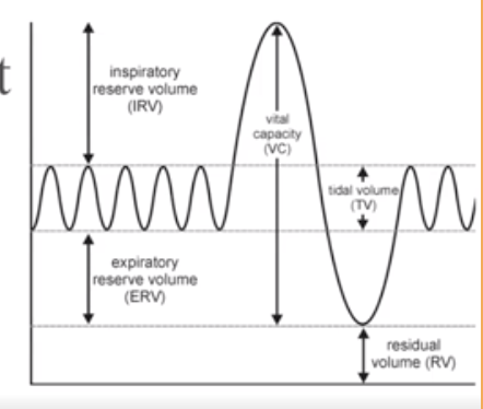 <p>after exhalation, about 1200 ml of air remains in the lungs</p>