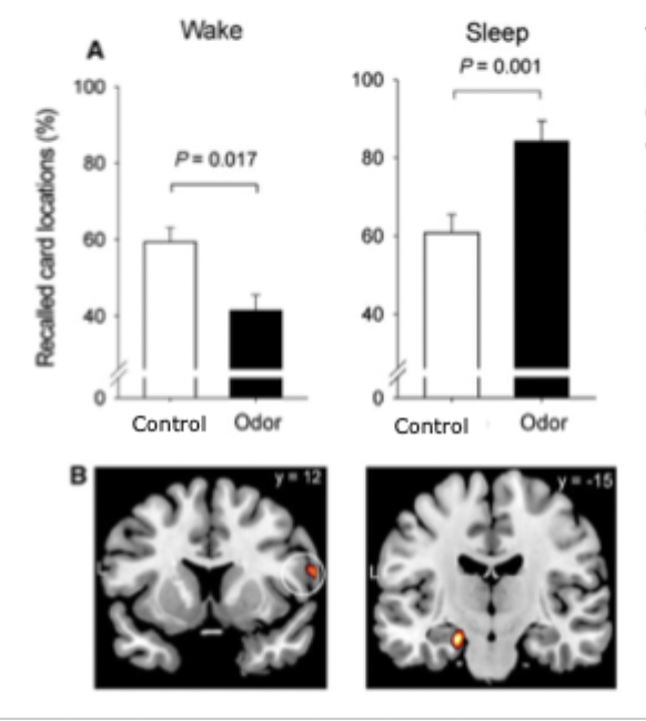 <ul><li><p>odours re-presented during sleep or wake</p></li><li><p>then interference learning</p></li><li><p>better memory with odour cue, and increase hippocampal engagement</p></li><li><p>smell acts as a cue for the hippocampus to replay the memory and repeat the card locations in sleep</p></li></ul><p></p>