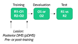 <p>Further looking into pDMS (pt2) pre &amp; post-cond lesion for specific satiety</p>