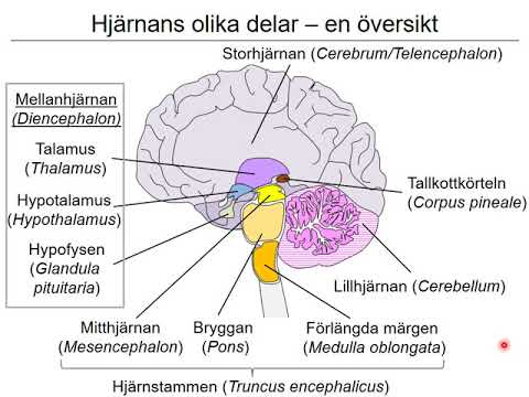 <ol><li><p><span style="font-family: "Cormorant Garamond", serif;"><em><span>Förlängda märgen:</span></em><span> </span></span><span style="background-color: transparent; font-family: "Cormorant Garamond", serif;"><span>övergång mellan ryggmärgen och själva hjärnan. Homeostatiskt centrum för andning, blodtryck, hjärtrytm och matspjälkning.&nbsp;</span></span></p></li><li><p><span style="background-color: transparent; font-family: "Cormorant Garamond", serif;"><em><mark data-color="#cffff7" style="background-color: rgb(207, 255, 247); color: inherit;"><span>Bryggan: </span></mark></em><mark data-color="#cffff7" style="background-color: rgb(207, 255, 247); color: inherit;"><span>omkopplingsstation för signalen mellan storhjärnan och lillhjärnan. Bryggan är viktig för att hålla balansen.</span></mark></span></p></li><li><p><span style="background-color: transparent; font-family: "Cormorant Garamond", serif;"><em><mark data-color="#cffff7" style="background-color: rgb(207, 255, 247); color: inherit;"><span>Mitthjärnan: </span></mark></em><mark data-color="#cffff7" style="background-color: rgb(207, 255, 247); color: inherit;"><span>Kopplingsstation för syn och hörselimpulser men också centrum för smärta, vakenhet, och sömn.&nbsp;</span></mark></span></p></li></ol><p><mark data-color="#cffff7" style="background-color: rgb(207, 255, 247); color: inherit;"><br></mark><span style="background-color: transparent; font-family: "Cormorant Garamond", serif;"><mark data-color="#cffff7" style="background-color: rgb(207, 255, 247); color: inherit;"><span>Genom dessa tre delar löper </span></mark><em><mark data-color="#cffff7" style="background-color: rgb(207, 255, 247); color: inherit;"><span>Retikulära formationen </span></mark></em><mark data-color="#cffff7" style="background-color: rgb(207, 255, 247); color: inherit;"><span>som filtrerar alla sinnesintryck och bestämmer vikitigt från oviktigt. T.ex när man lyssnar på sin lärare filtreras alla signaler om kroppspositionen bort tills du tappar koncentration och märker hur obekväm stolen är.</span></mark></span></p>