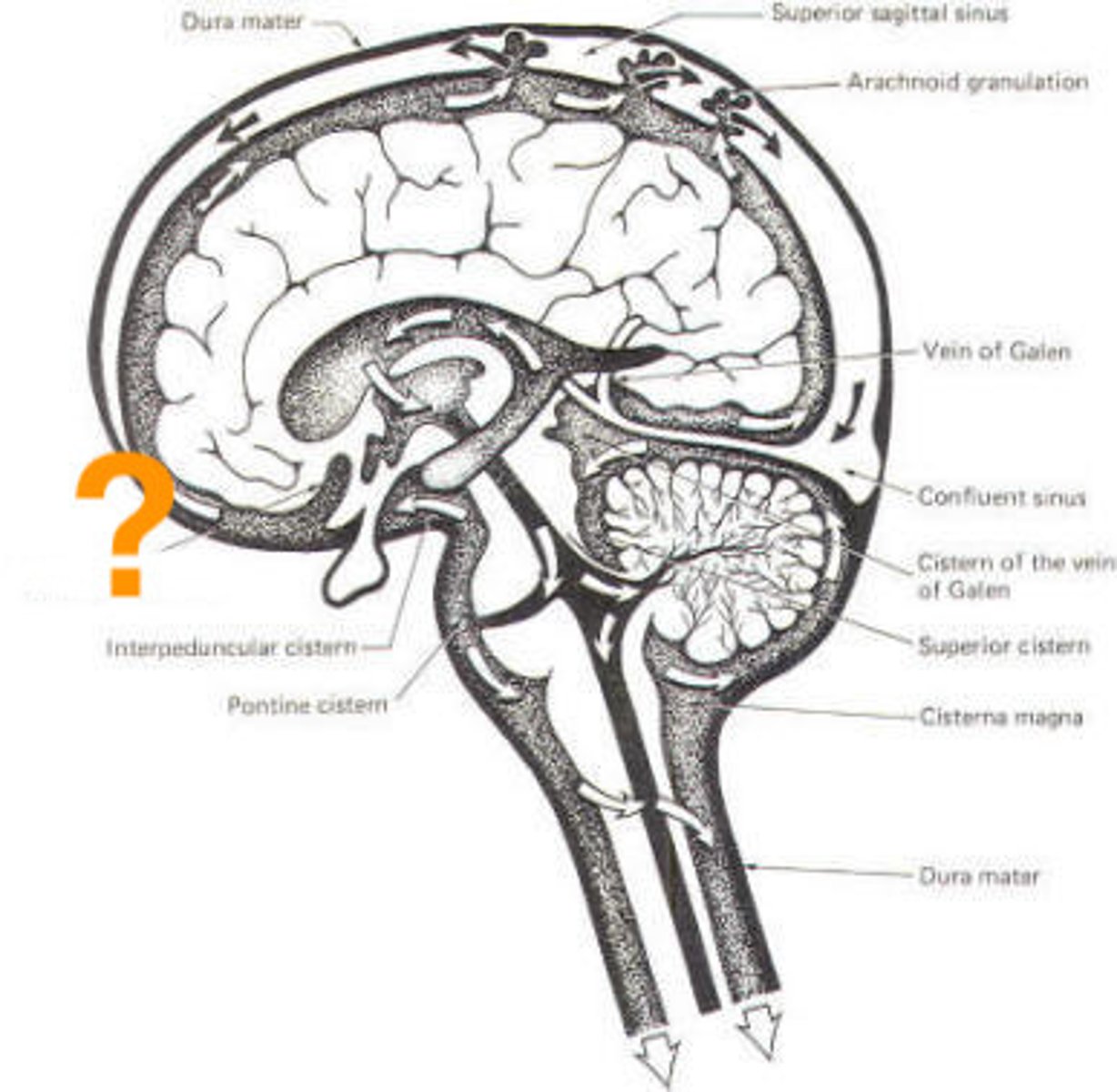 <p>subarachnoid cistern that is a small dilation of the subarachnoid space located just above the optic chiasm; single midline structure</p>