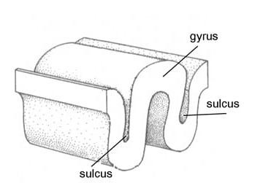 <p>Gyrus: winding</p><p>Sulcus: groeve</p><p>Fissura: kloof</p><p>→ Groot hersenoppervlak in schedel krijgen, computationele capaciteit</p>