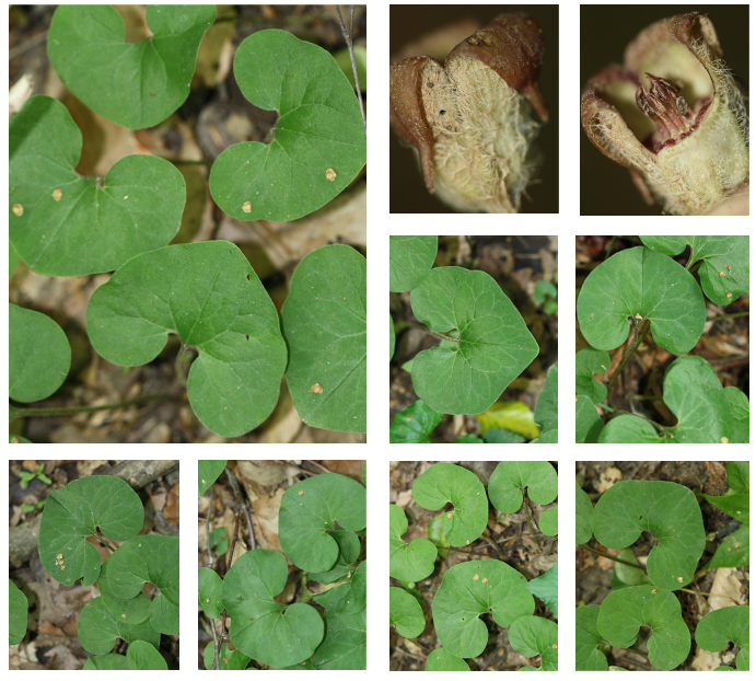 <p>Canada wild-ginger</p>