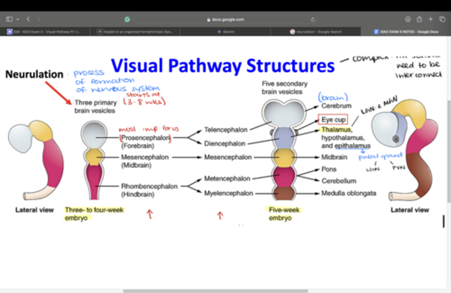 <p>The 3 primary brain vesicles differentiate into 5 secondary brain vesicles</p>