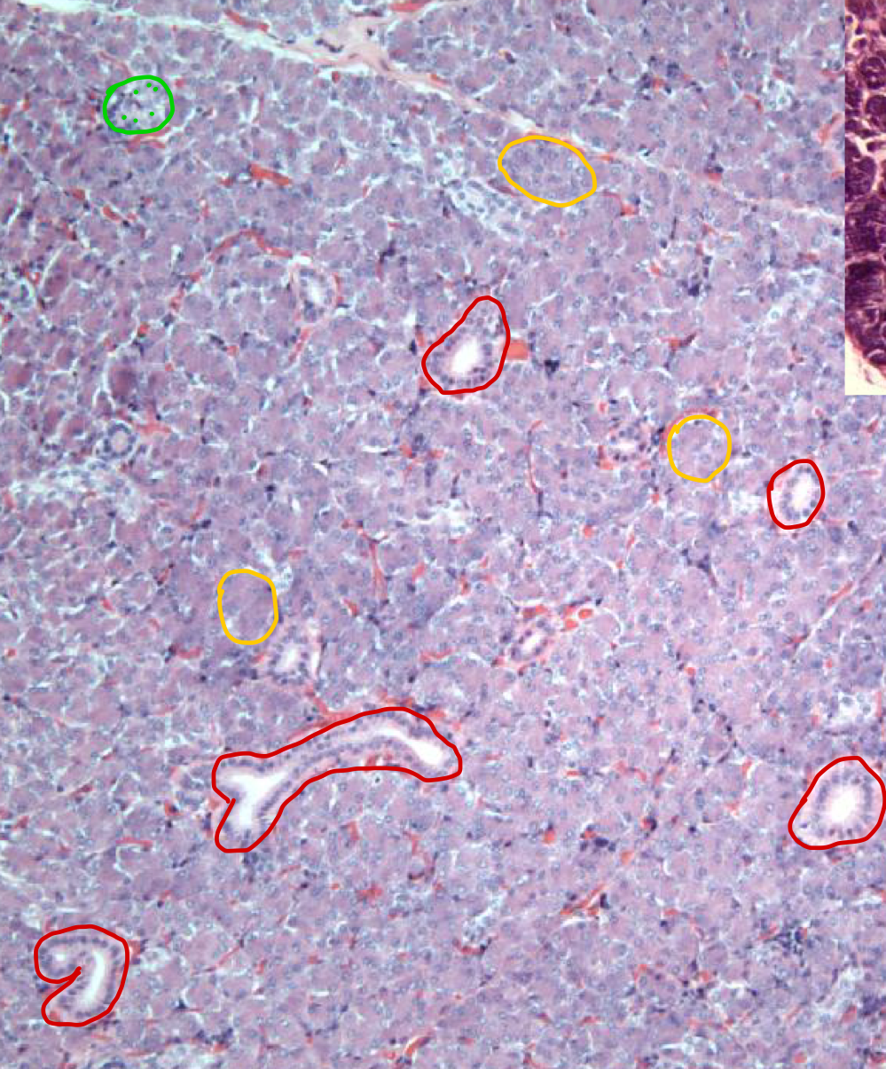 <p>ID Red in a Salivary Gland</p>