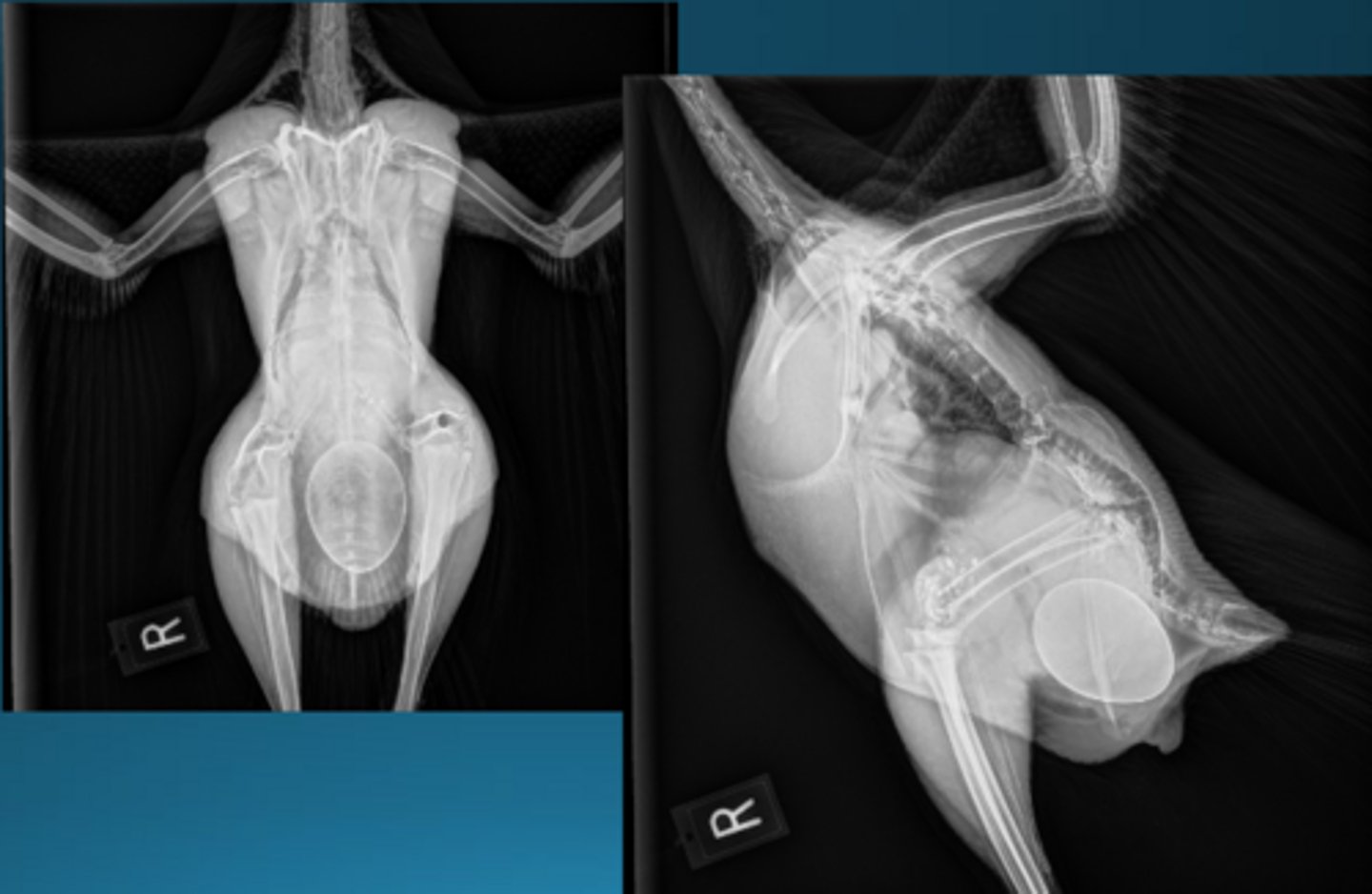 <p>What are some factors you want to look at on radiographs to determine if the bird is eggbound?</p>