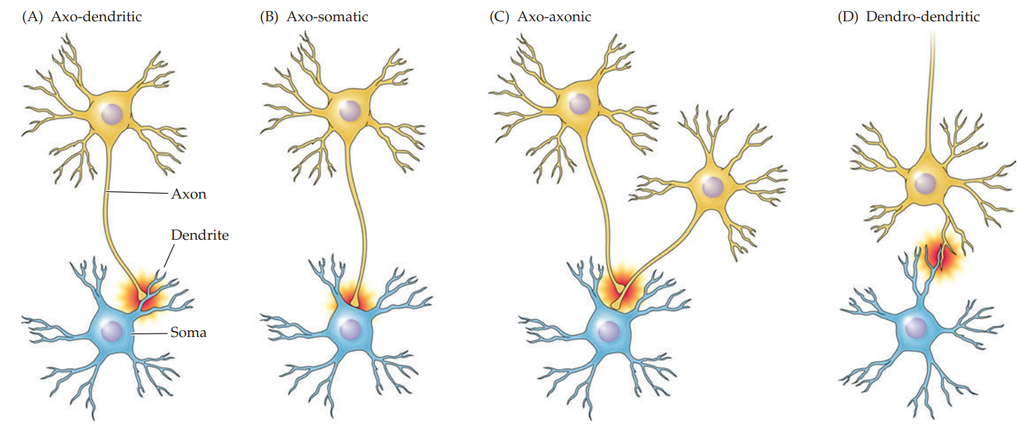 * axo-dendritic
* axo-somatic
* axo-axonic
* dendro-dendritic
