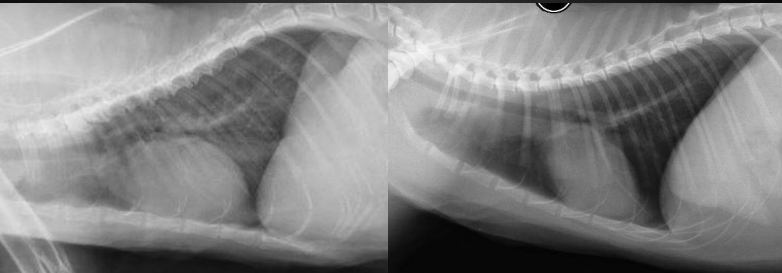 <p>What are the radiographic findings in this cat on the left? (normal on right)</p><p>Diagnosis?</p>