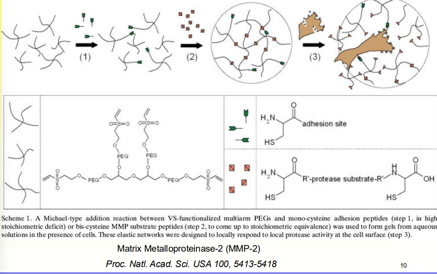 <p>Incorporate domains in a gel that only respond to specific enzymes that are released by the target regenerative cells</p><p></p><ul><li><p>start with Polyethylene Glycol and add an adhesion molecule (peptide) that encourages cells to stick to the gel</p><ul><li><p>Not a gel yet; no crosslink</p></li></ul></li><li><p>Add crosslink</p><ul><li><p>crosslink desinged to have protease in the middle and two functional groups on the end (thiol + vinyl) which reacts quickly to protease</p></li></ul></li><li><p></p></li></ul><p></p>
