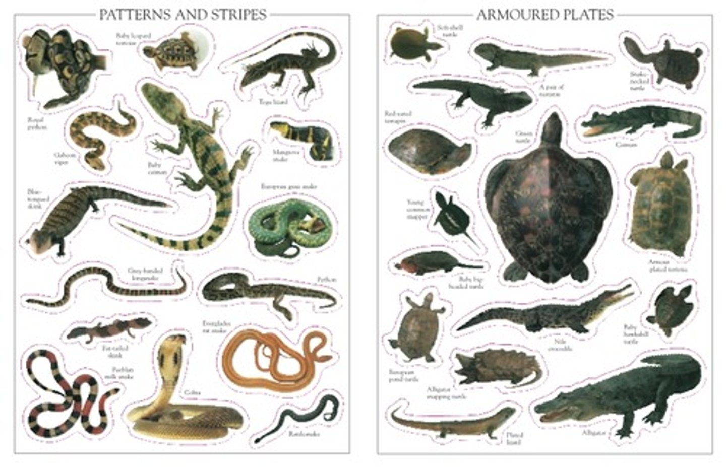 <p>class of reptiles</p>