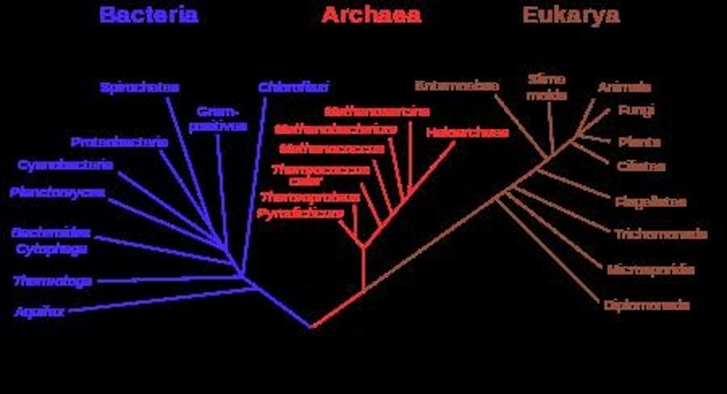 <p>Heritable change in one or more characteristics of a population from one generation to the next.</p>