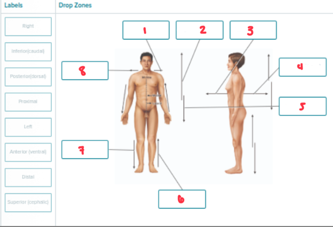 <p>Label the following anatomical position </p>