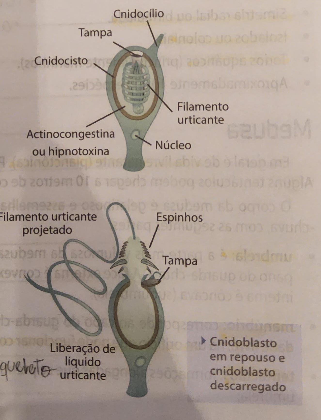 * cnidblasto/nematoblasto
  * célula urticante nos tentáculos
  * ataque, defesa, fixação e captura de alimentos
  * de uma pequena saliência emerge um **cnidocílio**, que se liga a uma vesícula no citoplasma, **cnidocisto/nematocisto,** a estimulação do cnidocílio provoca a ejeção do cnidocisto
  * toxina proteica → **actinoxina/actinocongestina**
    * letal para pequenos animais