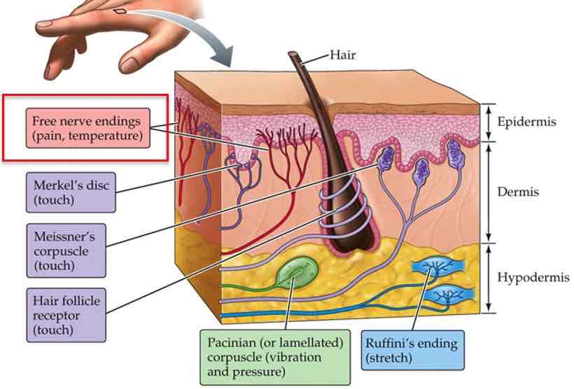 <ul><li><p>Temperature receptors in skin respond to changes in skin temperature from 34°C (normal)</p></li><li><p>’Transient receptor potential‘ (TPR) receptor family</p></li></ul>