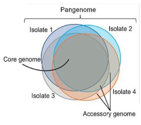 <ul><li><p>Core genome: sequences shared between all individuals of the species</p></li><li><p>Accessory or dispensable genome: partially shared and strain-specific genes (sometimes in plasmids)</p></li></ul><p></p>
