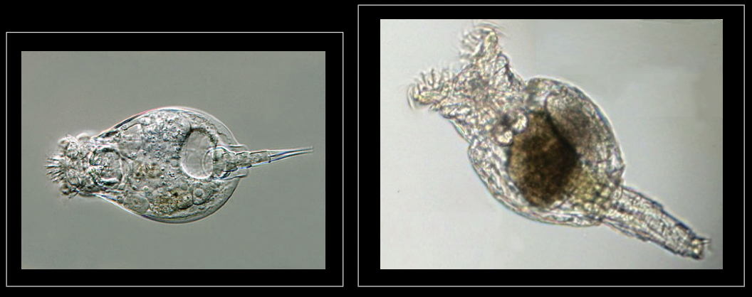 <p>What bacteria is this?</p>