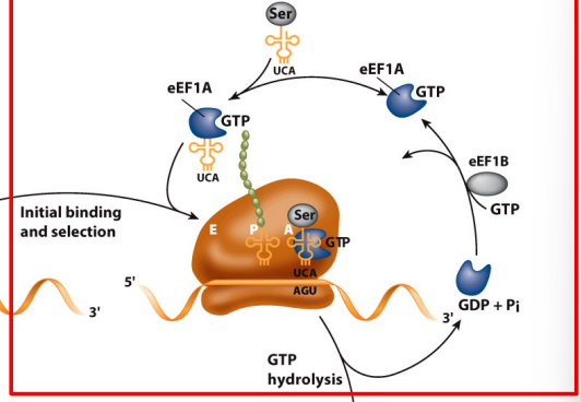 <p></p><p>needs 2 GTP(total) for initial binding and translacation</p><p></p><p><img src="blob:null/ea7a82c1-3b72-444a-919b-14bd63a0c34b"></p>
