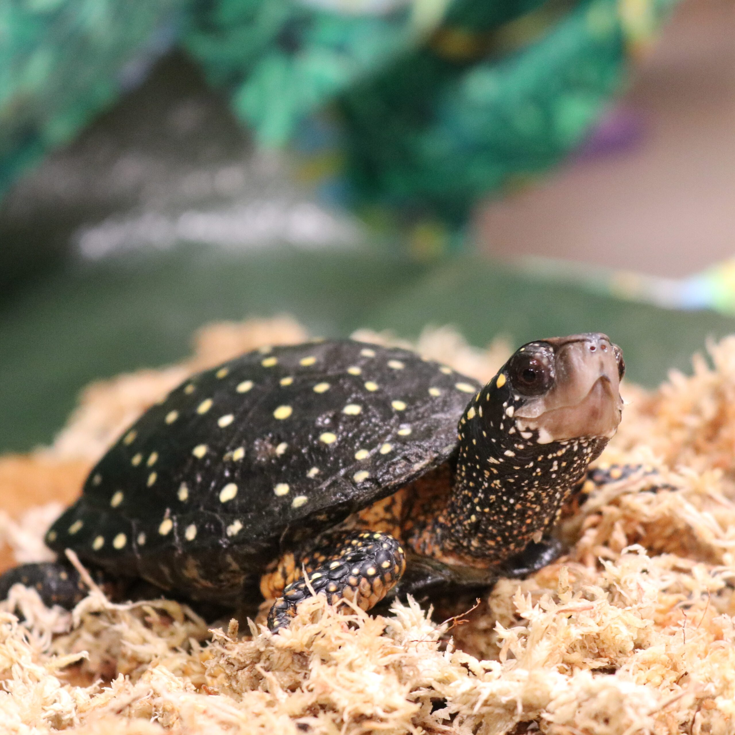 <p>Spotted Turtle</p>