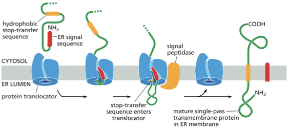 <p>Transmembrane proteins: remain embedded in the ER membrane </p><p><span><span>•Transmembrane proteins have additional signals resulting in release into the membrane</span></span></p><p>In the figure you’ll see </p><ul><li><p>An N terminal ER signal sequence(Red) initiates translocation </p></li><li><p>transfer process is halted by a hydrophobic amino acids — stop transfer sequence (orange) </p></li><li><p>protein translocator releases the growing peptide chain—- the N terminal signal sequence is cleaved off while the stop transfer sequence stays in the bilayer and forms a an alpha helical membrane segment that anchors the protein in the membrane </p></li></ul><p>Result: the protein is a single pass transmembrane protein. </p><p>How is it oriented?</p><ul><li><p>the N terminus (NH2) is on the ER lumen side </p></li><li><p>C terminus (COOH) is on the cytosolic side </p></li></ul><p></p>