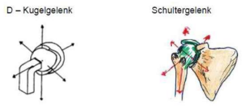 <p>Kugelgelenk</p><ul><li><p>zbsp.: Schultergelenk</p><ul><li><p>Nussgelenk (Hüftgelenk)</p></li><li><p>Eigelenk (Handgelenk)</p></li></ul></li></ul><p></p>