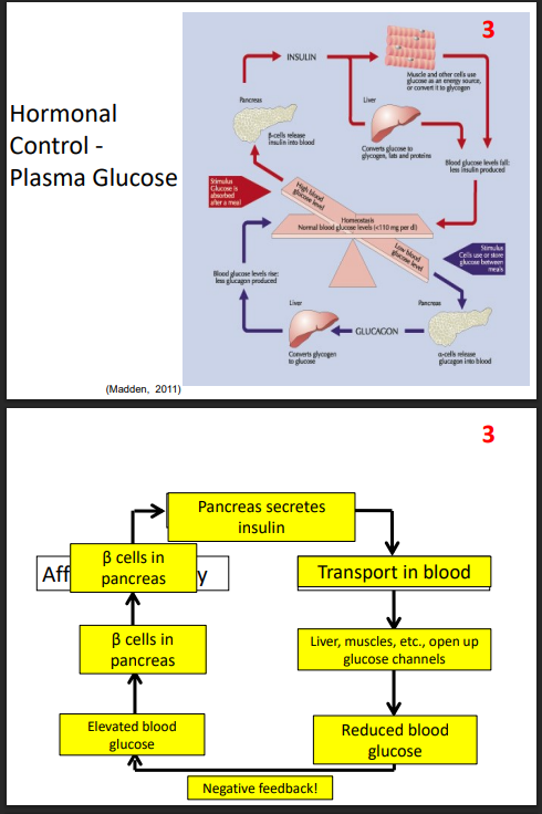 <p>DIAGRAM ON SLIDE 30 and 31</p>