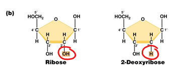 <p>ribose has a oxygen on the 2C’ and is in RNA </p><p>deoxyribose has no oxygen on C2’ and is in DNA </p>