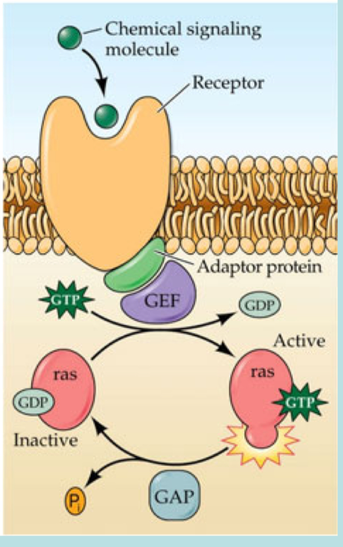 <ul><li><p>small G proteins, that relay signals from active cell surface receptors to intracellular targets</p></li><li><p>dynamin protein</p></li><li><p>ras protein</p></li></ul><p></p>