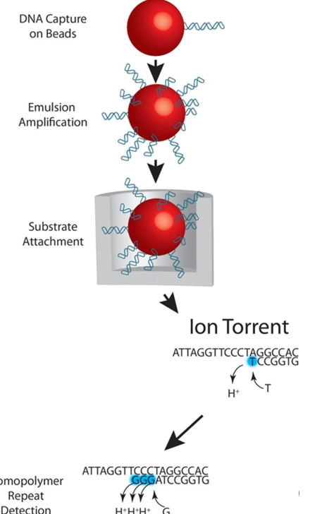 <p>DNA is captured on beads, and amplified before placed into a well. The well has a ion-sensitive layer and detector beneath it, so if an incorporated nucleotide flows across the detector a proton is released, the pH changes and there is a voltage change which is converted into sequence reads.</p>