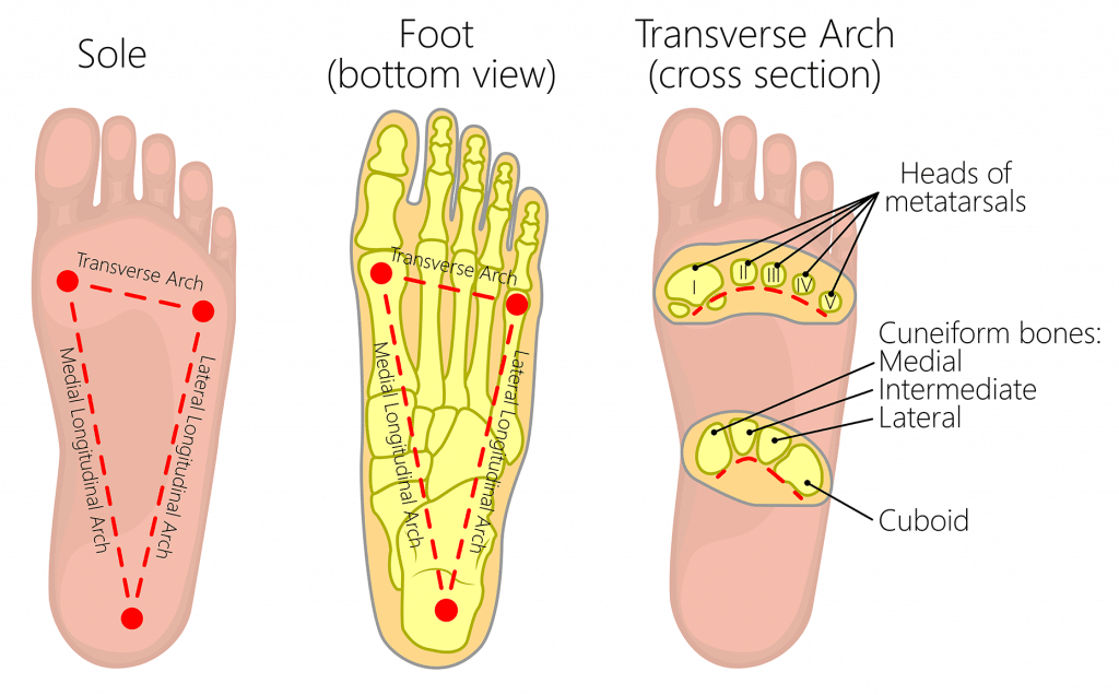 <p>Medial on thumb toe side, distal on pinky toe side</p>