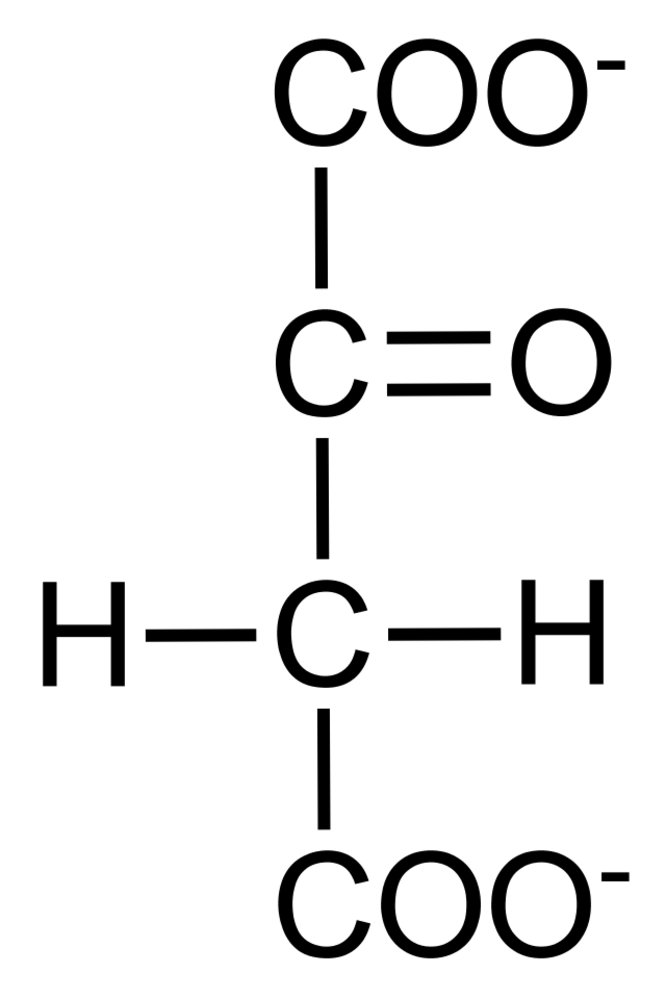 <p>D. Pyruvate carboxylase</p>