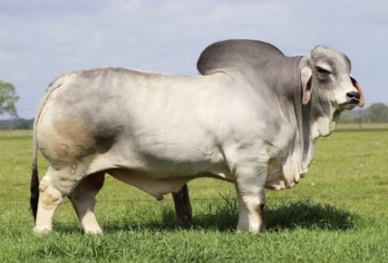 <p>Cattle with hump</p>