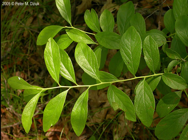 <p><em>Gaylussacia baccata</em></p>