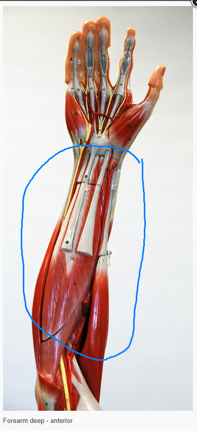 <p>what is the name of the muscles circled&nbsp;</p>
