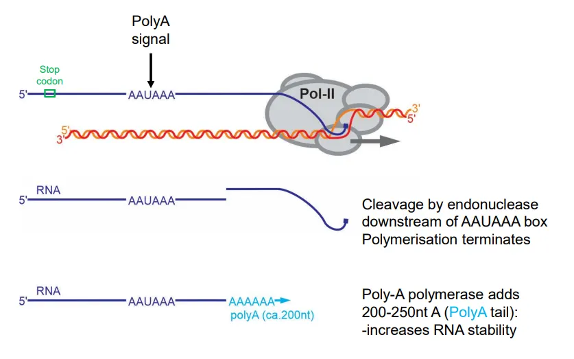 <ul><li><p><strong>after the stop codon </strong>is transcribed, a <strong>polyA signal </strong>(AAAUAAA) is found in the <strong>3’UTR </strong></p></li><li><p>this causes <strong>cleavage </strong>downstream by <strong>endonuclease </strong>enzymes, terminating transcription</p></li><li><p>a <strong>polyA tail</strong> (200-250 A nucleotides) is added to the <strong>3’</strong> end to increase the mRNA <strong>stability</strong></p></li><li><p>the <strong>introns </strong>are then removed from this <strong>preRNA </strong>by <strong>splicing</strong>, catalysed by <strong>spliceosome</strong> (a ribozyme)</p></li></ul><p></p>
