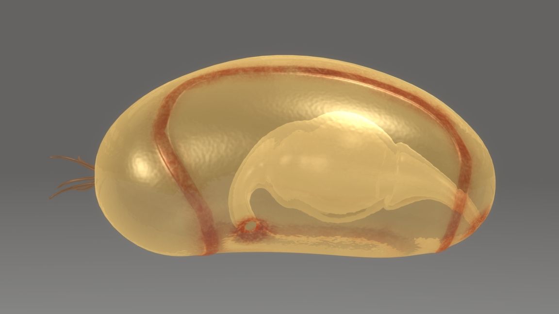 <p>larval stage of echniodermata that contains bilateral symmetry </p>