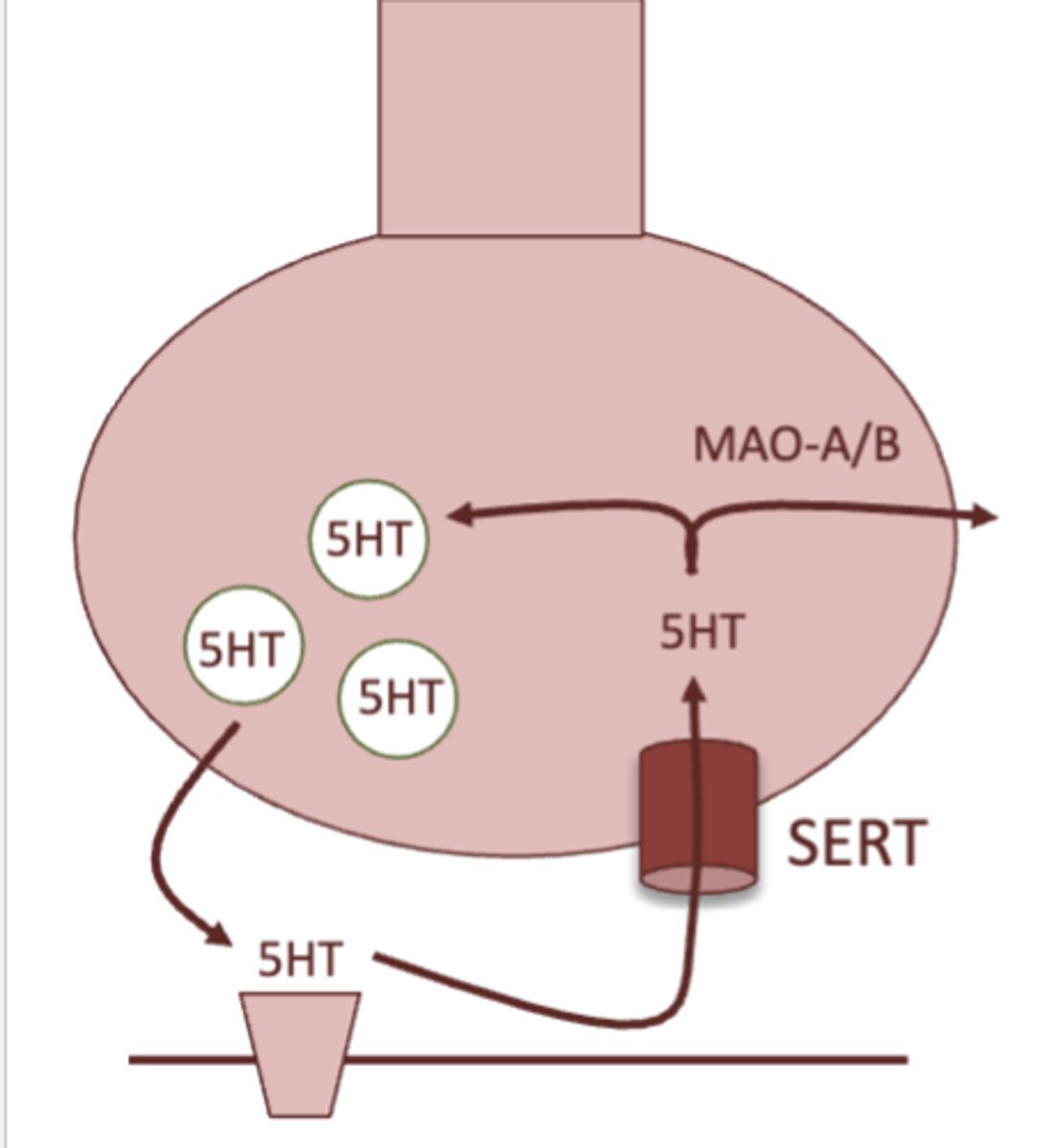 <p>1. when depolarization occurs, the neuron fires and neurotransmitter is released</p><p>2. once signaling is over, a neurotransmitter transporter removes the neurotransmitter from the synapse, and brings it back into the presynaptic neuron</p><p>3. neurotransmitter can either be recycled and used again, or is degraded by monoamine oxidase</p>
